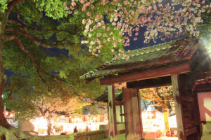 亀城公園夜桜